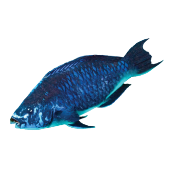 Midnight Parrotfish - Reef Smart Guides