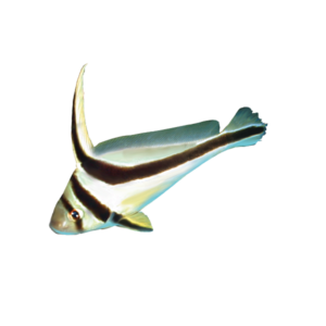 Jack-Knifefish - Reef Smart Guides