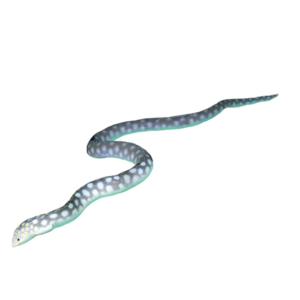 Sharptail Eel - Reef Smart Guides